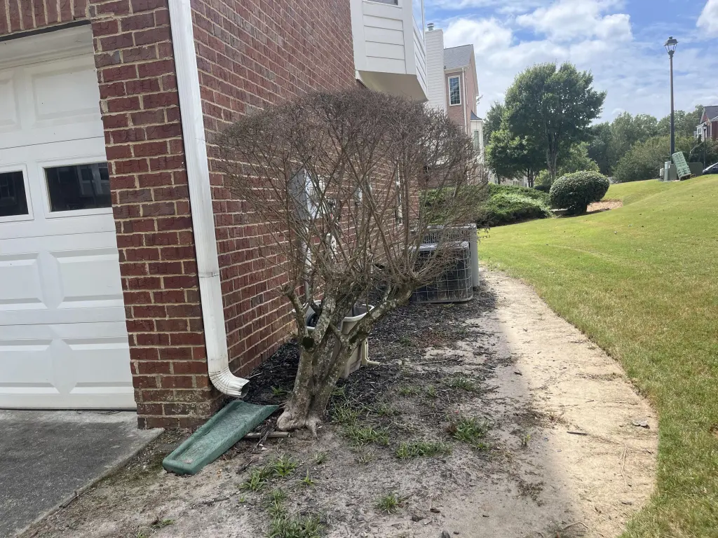 Hart Family Home Services - Dead Bush Removal Before